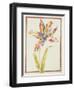 Pd.109-1973.F19 a Multicoloured 'Broken' Tulip-Nicolas Robert-Framed Giclee Print