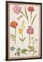 Pd.109-1973.F2 Two Carnations, French Marigold, Spanish Broom, Double Stock, Borage and Maguerite-Nicolas Robert-Framed Giclee Print