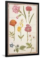 Pd.109-1973.F2 Two Carnations, French Marigold, Spanish Broom, Double Stock, Borage and Maguerite-Nicolas Robert-Framed Giclee Print