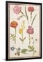 Pd.109-1973.F2 Two Carnations, French Marigold, Spanish Broom, Double Stock, Borage and Maguerite-Nicolas Robert-Framed Giclee Print