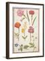 Pd.109-1973.F2 Two Carnations, French Marigold, Spanish Broom, Double Stock, Borage and Maguerite-Nicolas Robert-Framed Giclee Print