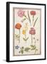 Pd.109-1973.F2 Two Carnations, French Marigold, Spanish Broom, Double Stock, Borage and Maguerite-Nicolas Robert-Framed Giclee Print