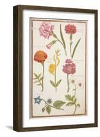 Pd.109-1973.F2 Two Carnations, French Marigold, Spanish Broom, Double Stock, Borage and Maguerite-Nicolas Robert-Framed Giclee Print