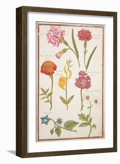 Pd.109-1973.F2 Two Carnations, French Marigold, Spanish Broom, Double Stock, Borage and Maguerite-Nicolas Robert-Framed Giclee Print