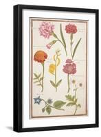 Pd.109-1973.F2 Two Carnations, French Marigold, Spanish Broom, Double Stock, Borage and Maguerite-Nicolas Robert-Framed Giclee Print