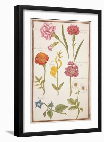 Pd.109-1973.F2 Two Carnations, French Marigold, Spanish Broom, Double Stock, Borage and Maguerite-Nicolas Robert-Framed Giclee Print