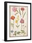 Pd.109-1973.F2 Two Carnations, French Marigold, Spanish Broom, Double Stock, Borage and Maguerite-Nicolas Robert-Framed Giclee Print