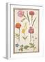 Pd.109-1973.F2 Two Carnations, French Marigold, Spanish Broom, Double Stock, Borage and Maguerite-Nicolas Robert-Framed Giclee Print