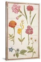 Pd.109-1973.F2 Two Carnations, French Marigold, Spanish Broom, Double Stock, Borage and Maguerite-Nicolas Robert-Stretched Canvas