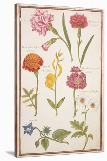 Pd.109-1973.F2 Two Carnations, French Marigold, Spanish Broom, Double Stock, Borage and Maguerite-Nicolas Robert-Stretched Canvas