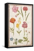 Pd.109-1973.F2 Two Carnations, French Marigold, Spanish Broom, Double Stock, Borage and Maguerite-Nicolas Robert-Framed Stretched Canvas