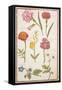 Pd.109-1973.F2 Two Carnations, French Marigold, Spanish Broom, Double Stock, Borage and Maguerite-Nicolas Robert-Framed Stretched Canvas