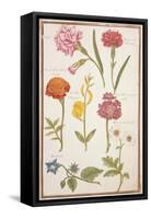 Pd.109-1973.F2 Two Carnations, French Marigold, Spanish Broom, Double Stock, Borage and Maguerite-Nicolas Robert-Framed Stretched Canvas