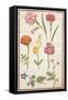 Pd.109-1973.F2 Two Carnations, French Marigold, Spanish Broom, Double Stock, Borage and Maguerite-Nicolas Robert-Framed Stretched Canvas