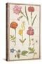 Pd.109-1973.F2 Two Carnations, French Marigold, Spanish Broom, Double Stock, Borage and Maguerite-Nicolas Robert-Stretched Canvas