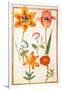 Pd.109-1973.F26 Two Tulips, Convolvulus, Lilium Bulbiferum and French Marigold (W/C on Vellum)-Nicolas Robert-Framed Giclee Print