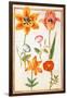 Pd.109-1973.F26 Two Tulips, Convolvulus, Lilium Bulbiferum and French Marigold (W/C on Vellum)-Nicolas Robert-Framed Giclee Print