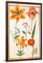 Pd.109-1973.F26 Two Tulips, Convolvulus, Lilium Bulbiferum and French Marigold (W/C on Vellum)-Nicolas Robert-Framed Giclee Print