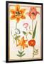 Pd.109-1973.F26 Two Tulips, Convolvulus, Lilium Bulbiferum and French Marigold (W/C on Vellum)-Nicolas Robert-Framed Giclee Print