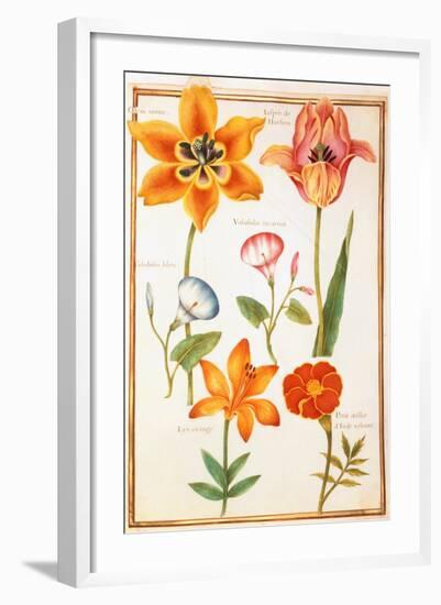 Pd.109-1973.F26 Two Tulips, Convolvulus, Lilium Bulbiferum and French Marigold (W/C on Vellum)-Nicolas Robert-Framed Giclee Print