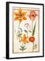 Pd.109-1973.F26 Two Tulips, Convolvulus, Lilium Bulbiferum and French Marigold (W/C on Vellum)-Nicolas Robert-Framed Giclee Print