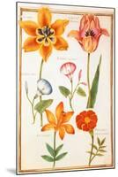 Pd.109-1973.F26 Two Tulips, Convolvulus, Lilium Bulbiferum and French Marigold (W/C on Vellum)-Nicolas Robert-Mounted Giclee Print