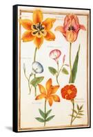 Pd.109-1973.F26 Two Tulips, Convolvulus, Lilium Bulbiferum and French Marigold (W/C on Vellum)-Nicolas Robert-Framed Stretched Canvas