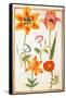 Pd.109-1973.F26 Two Tulips, Convolvulus, Lilium Bulbiferum and French Marigold (W/C on Vellum)-Nicolas Robert-Framed Stretched Canvas