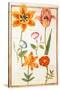 Pd.109-1973.F26 Two Tulips, Convolvulus, Lilium Bulbiferum and French Marigold (W/C on Vellum)-Nicolas Robert-Stretched Canvas