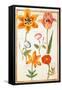 Pd.109-1973.F26 Two Tulips, Convolvulus, Lilium Bulbiferum and French Marigold (W/C on Vellum)-Nicolas Robert-Framed Stretched Canvas