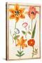 Pd.109-1973.F26 Two Tulips, Convolvulus, Lilium Bulbiferum and French Marigold (W/C on Vellum)-Nicolas Robert-Stretched Canvas