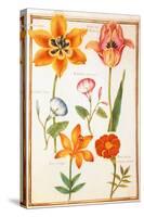 Pd.109-1973.F26 Two Tulips, Convolvulus, Lilium Bulbiferum and French Marigold (W/C on Vellum)-Nicolas Robert-Stretched Canvas