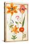 Pd.109-1973.F26 Two Tulips, Convolvulus, Lilium Bulbiferum and French Marigold (W/C on Vellum)-Nicolas Robert-Stretched Canvas