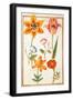 Pd.109-1973.F26 Two Tulips, Convolvulus, Lilium Bulbiferum and French Marigold (W/C on Vellum)-Nicolas Robert-Framed Giclee Print