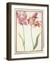 Pd.109-1973.F4 Two 'Broken' Tulips-Nicolas Robert-Framed Giclee Print