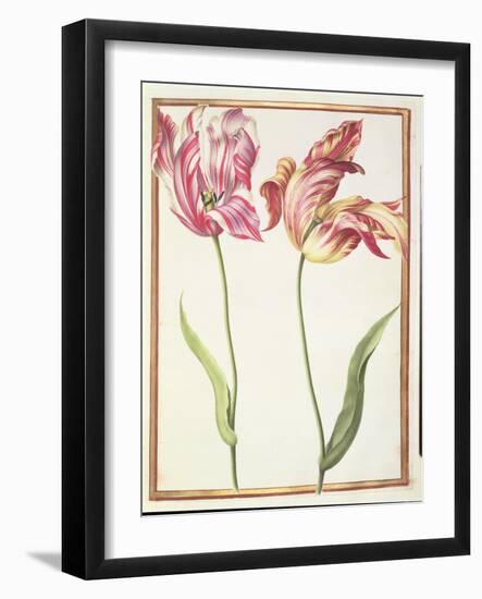 Pd.109-1973.F4 Two 'Broken' Tulips-Nicolas Robert-Framed Giclee Print