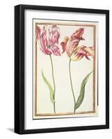 Pd.109-1973.F4 Two 'Broken' Tulips-Nicolas Robert-Framed Giclee Print