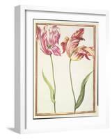 Pd.109-1973.F4 Two 'Broken' Tulips-Nicolas Robert-Framed Giclee Print