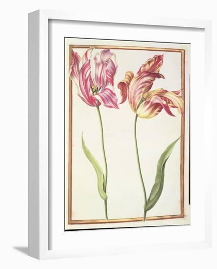 Pd.109-1973.F4 Two 'Broken' Tulips-Nicolas Robert-Framed Giclee Print