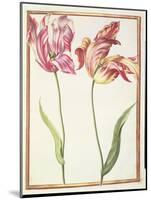 Pd.109-1973.F4 Two 'Broken' Tulips-Nicolas Robert-Mounted Giclee Print