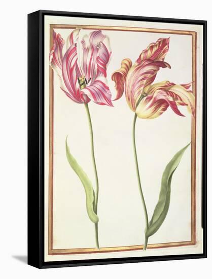 Pd.109-1973.F4 Two 'Broken' Tulips-Nicolas Robert-Framed Stretched Canvas