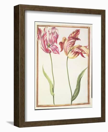 Pd.109-1973.F4 Two 'Broken' Tulips-Nicolas Robert-Framed Giclee Print