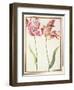 Pd.109-1973.F4 Two 'Broken' Tulips-Nicolas Robert-Framed Giclee Print