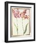 Pd.109-1973.F4 Two 'Broken' Tulips-Nicolas Robert-Framed Giclee Print