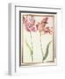 Pd.109-1973.F4 Two 'Broken' Tulips-Nicolas Robert-Framed Giclee Print