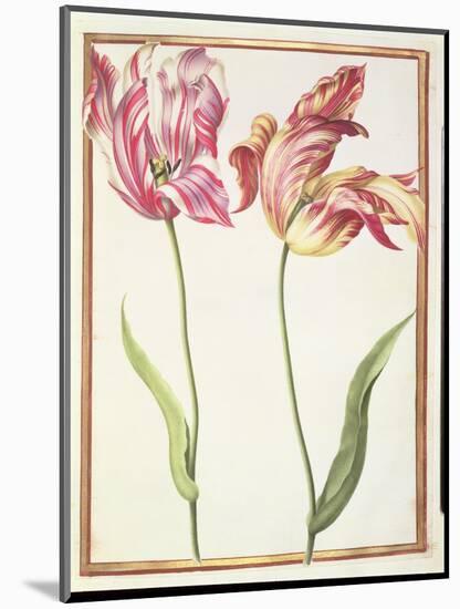 Pd.109-1973.F4 Two 'Broken' Tulips-Nicolas Robert-Mounted Giclee Print