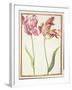 Pd.109-1973.F4 Two 'Broken' Tulips-Nicolas Robert-Framed Giclee Print