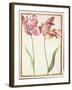 Pd.109-1973.F4 Two 'Broken' Tulips-Nicolas Robert-Framed Giclee Print