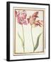 Pd.109-1973.F4 Two 'Broken' Tulips-Nicolas Robert-Framed Giclee Print