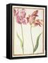 Pd.109-1973.F4 Two 'Broken' Tulips-Nicolas Robert-Framed Stretched Canvas